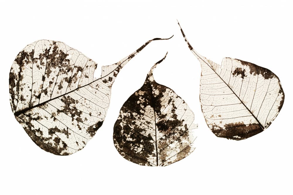 Natural Leaf Skeletons by Tal Paz-Fridman — canvas wall art
