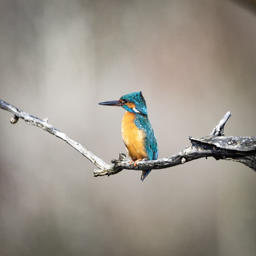 Vibrant Kingfisher Perch by Michel Romaggi — canvas wall art