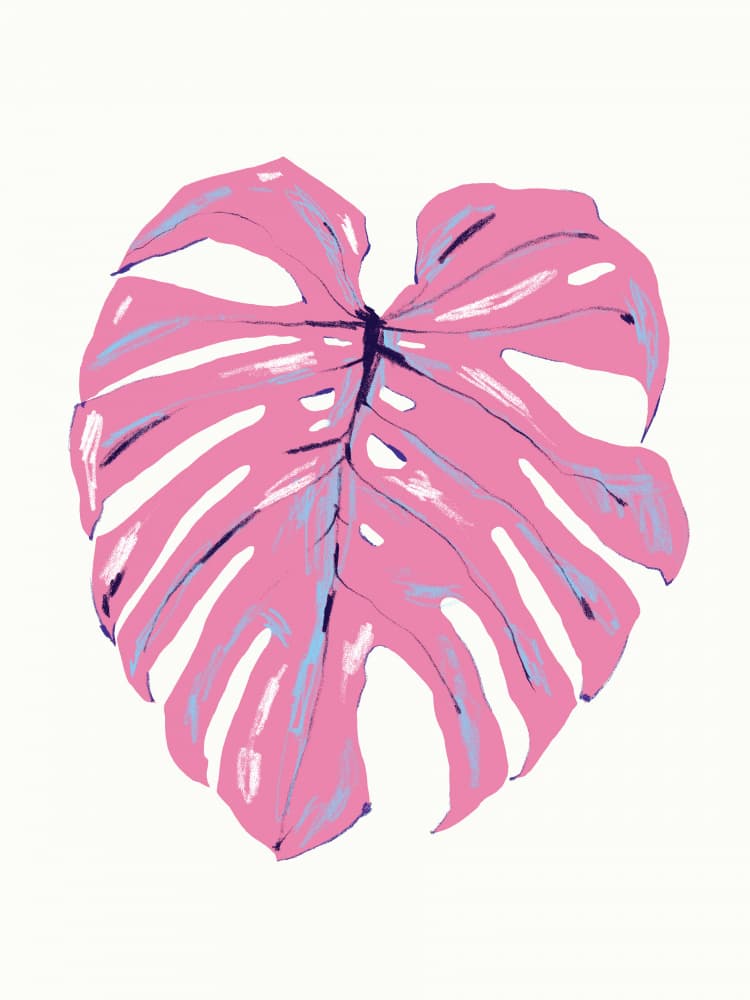 Tropical Pink Monstera by Francesco Gulina — canvas wall art