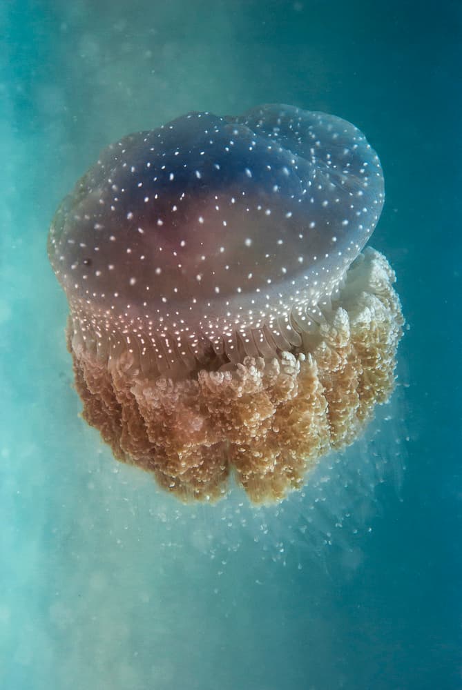 Glowing Spotted Jellyfish by Yaron Halevy — canvas wall art