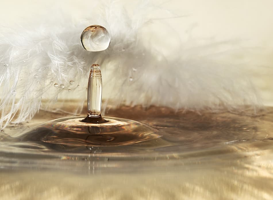Golden Feather Drop by Heidi Westum — canvas wall art
