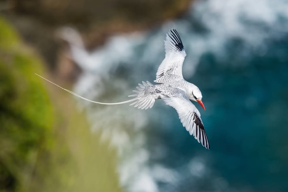 Red-billed Tropicbird Flight by Petr Simon — canvas wall art