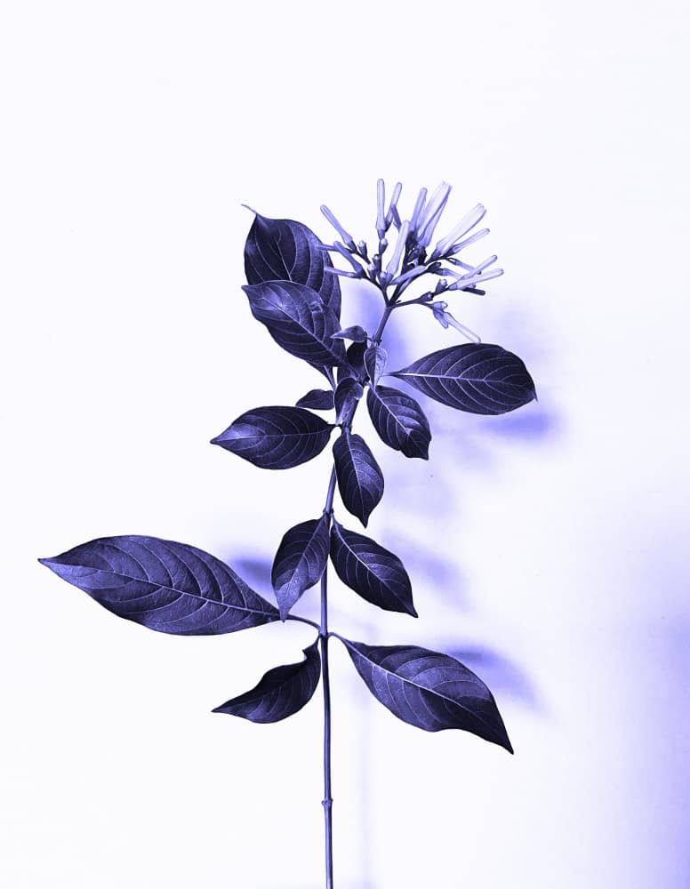 Modern Purple Botanical by Santhosh ch — canvas wall art