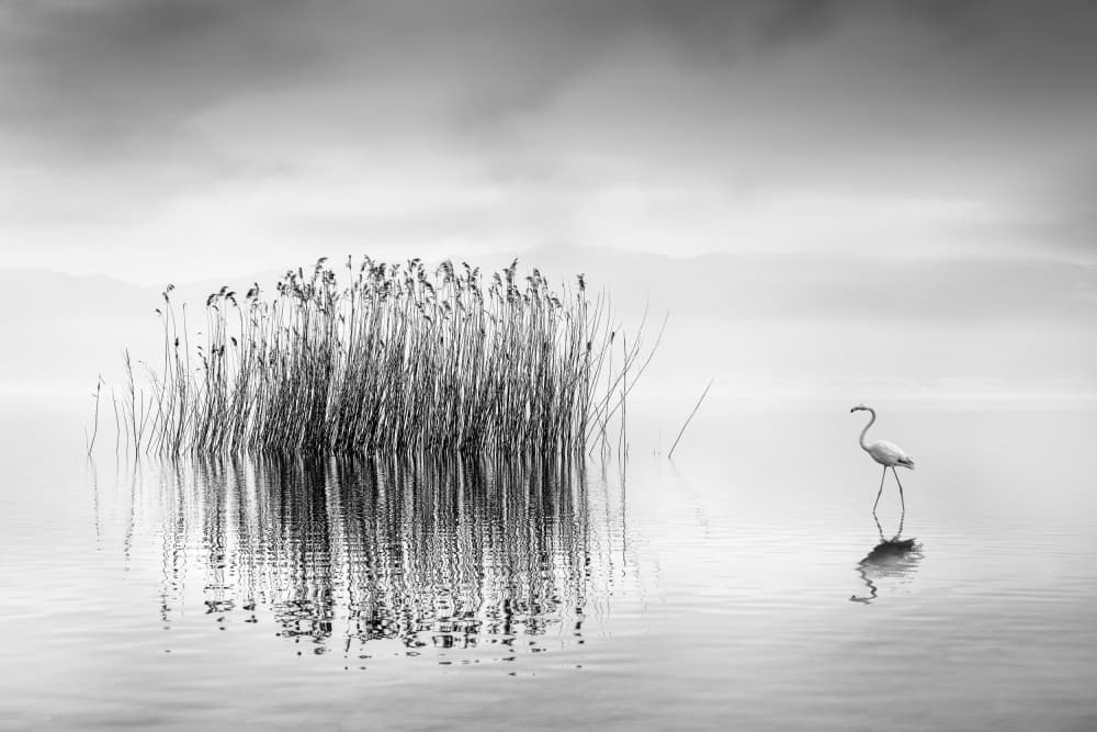 Misty Lake Flamingo by George Digalakis — canvas wall art