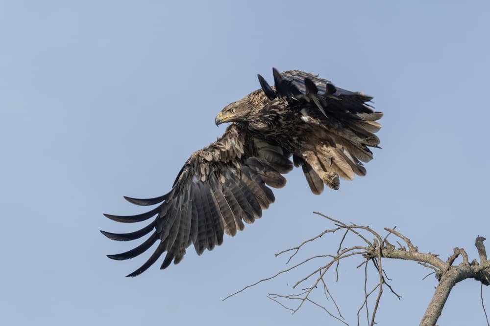 Majestic Eagle Taking Flight by Judy Tseng — canvas wall art
