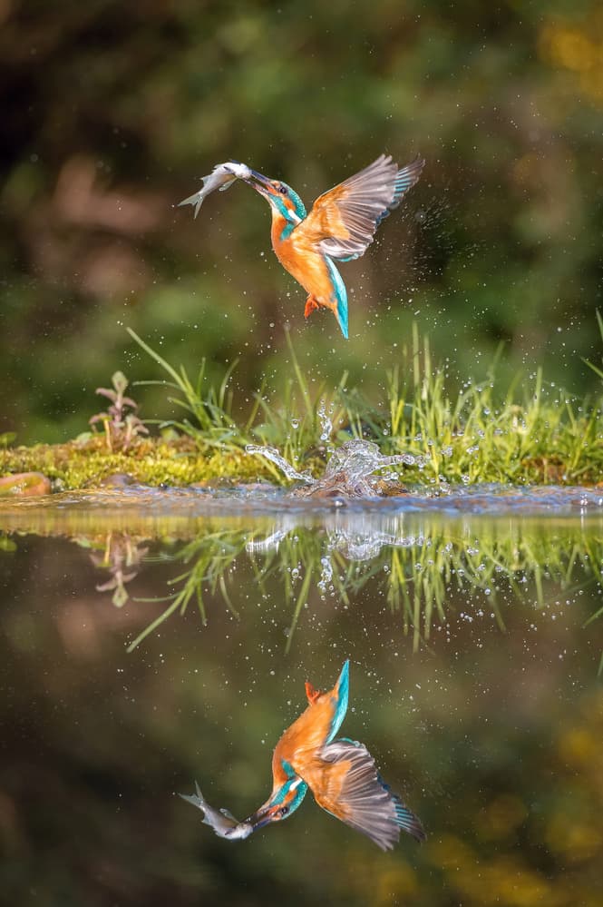 Kingfisher's Perfect Catch by Petr Simon — canvas wall art