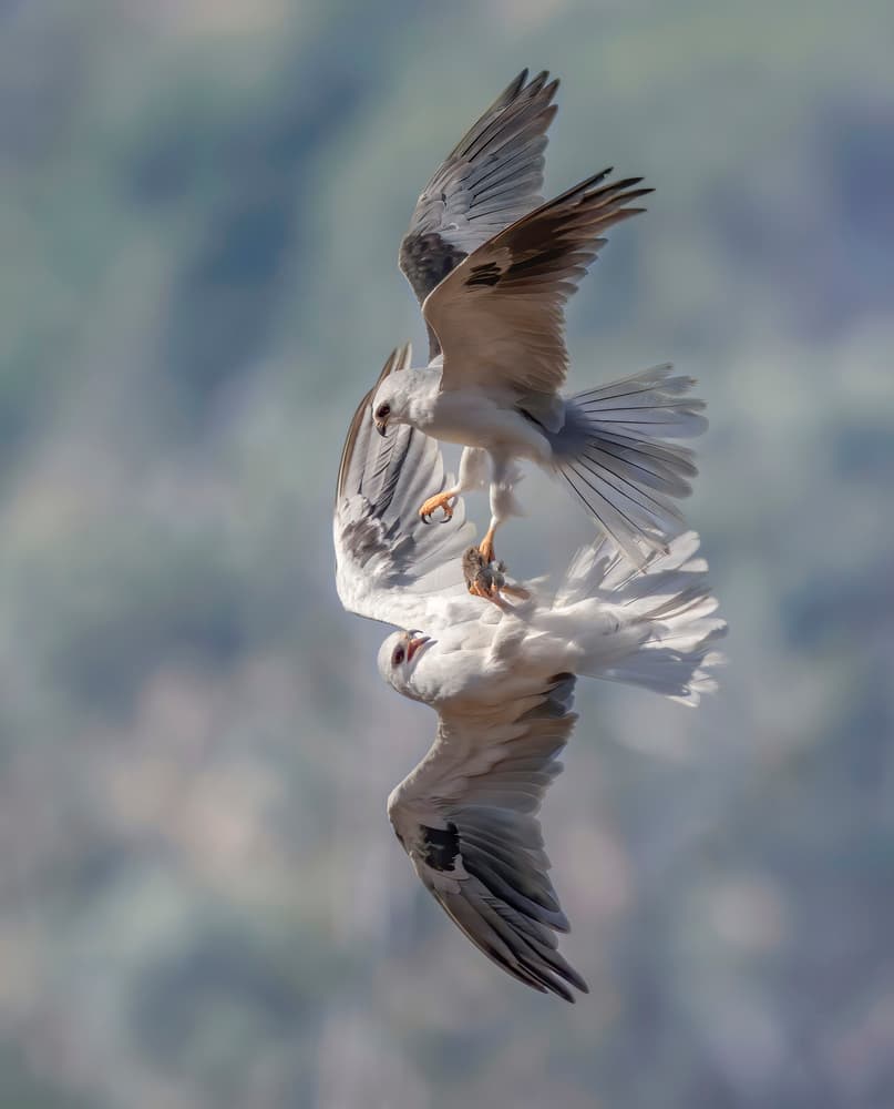 White Birds Aerial Dance by Judy Tseng — canvas wall art