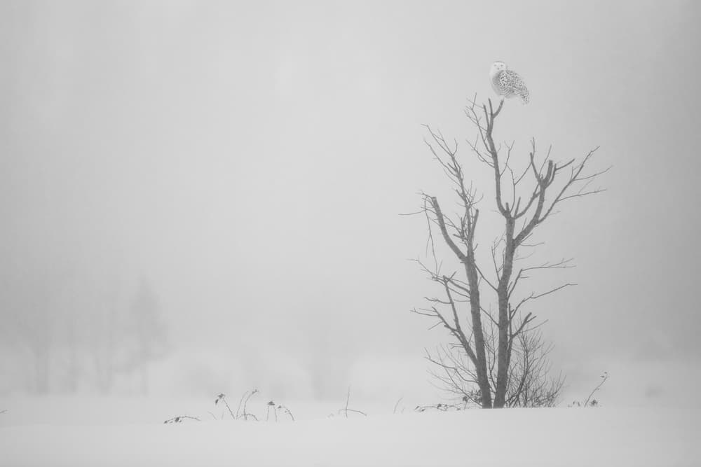 Snowy Owl Winter Watch by Alessandro Catta — canvas wall art