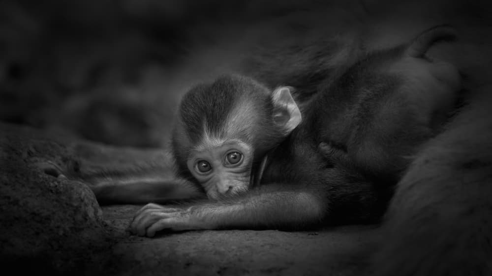 Innocent Monkey Eyes by Kaisyakuji Yushi — canvas wall art