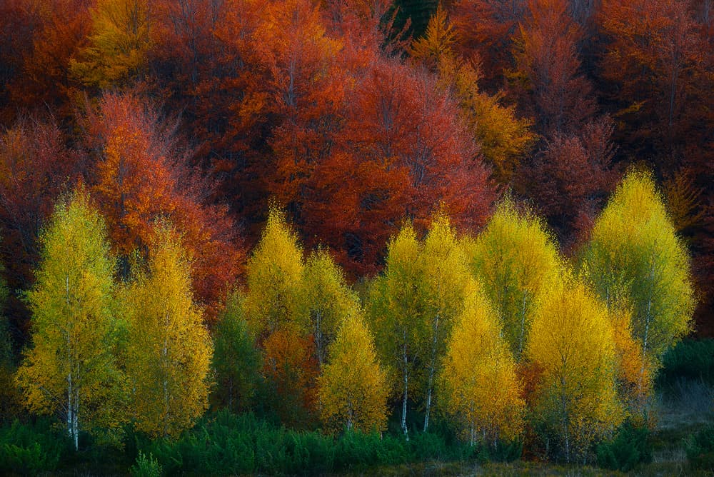 Vibrant Autumn Forest by Szabo Zsolt Andras — canvas wall art