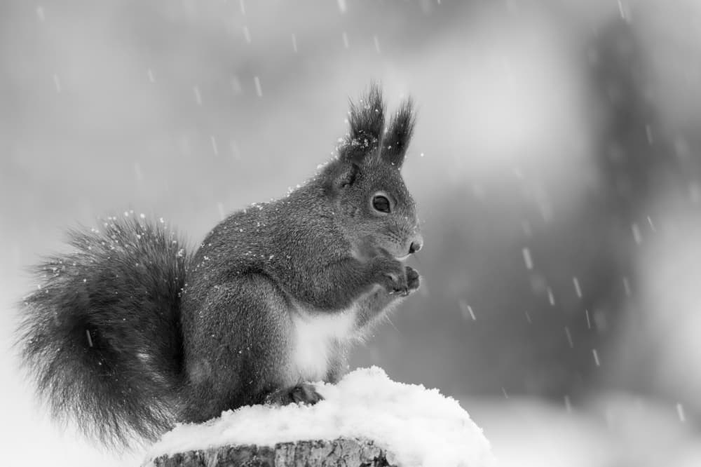 Winter Squirrel Snowfall by Svein Ove Linde — canvas wall art