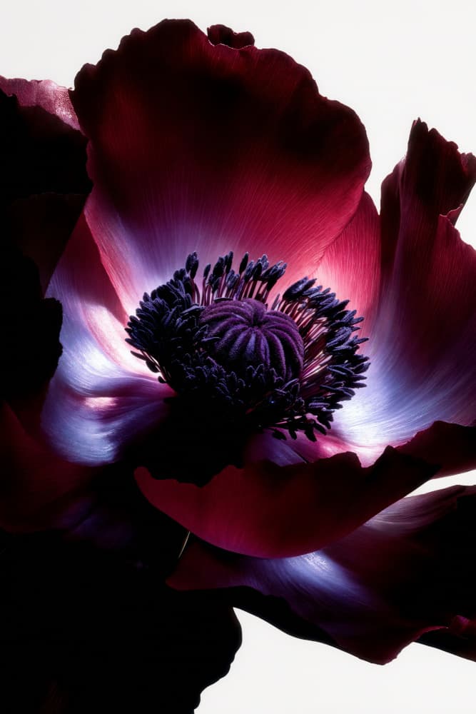 Dramatic Poppy Bloom by Minorstep — canvas wall art