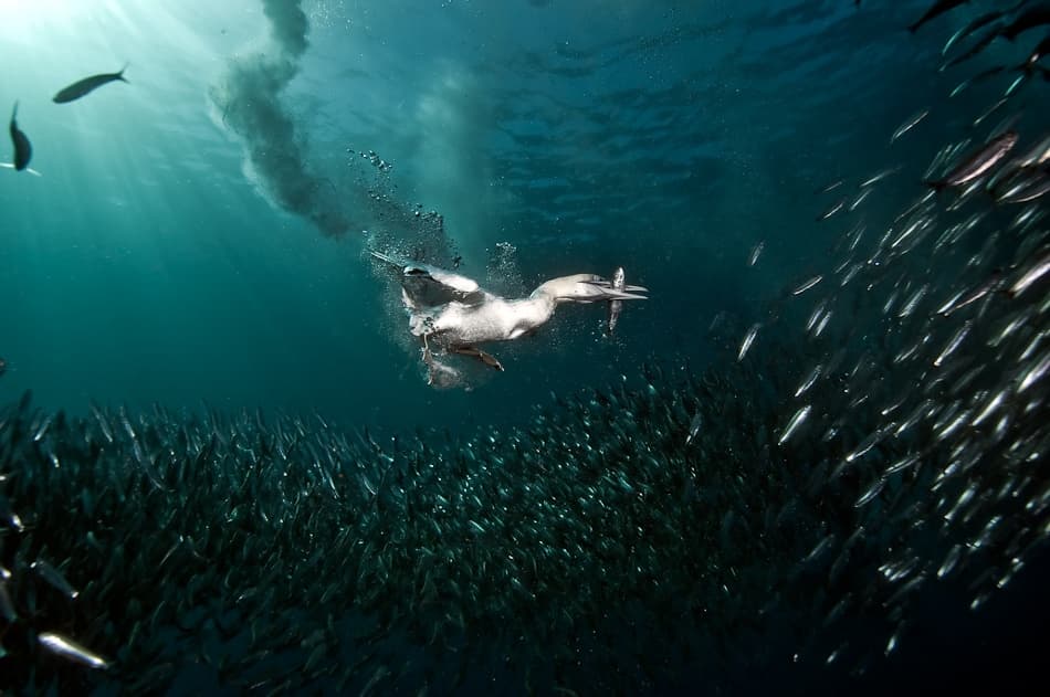Gannet Diving For Fish by Alexander Safonov — canvas wall art