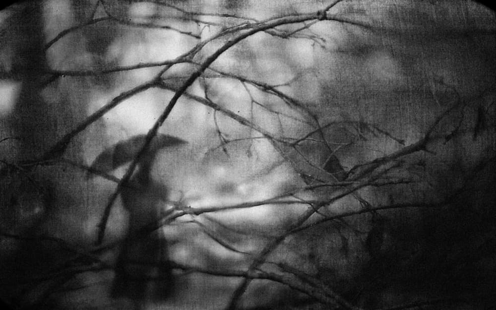 Mysterious Forest Shadows by Teruhiko Tsuchida — canvas wall art
