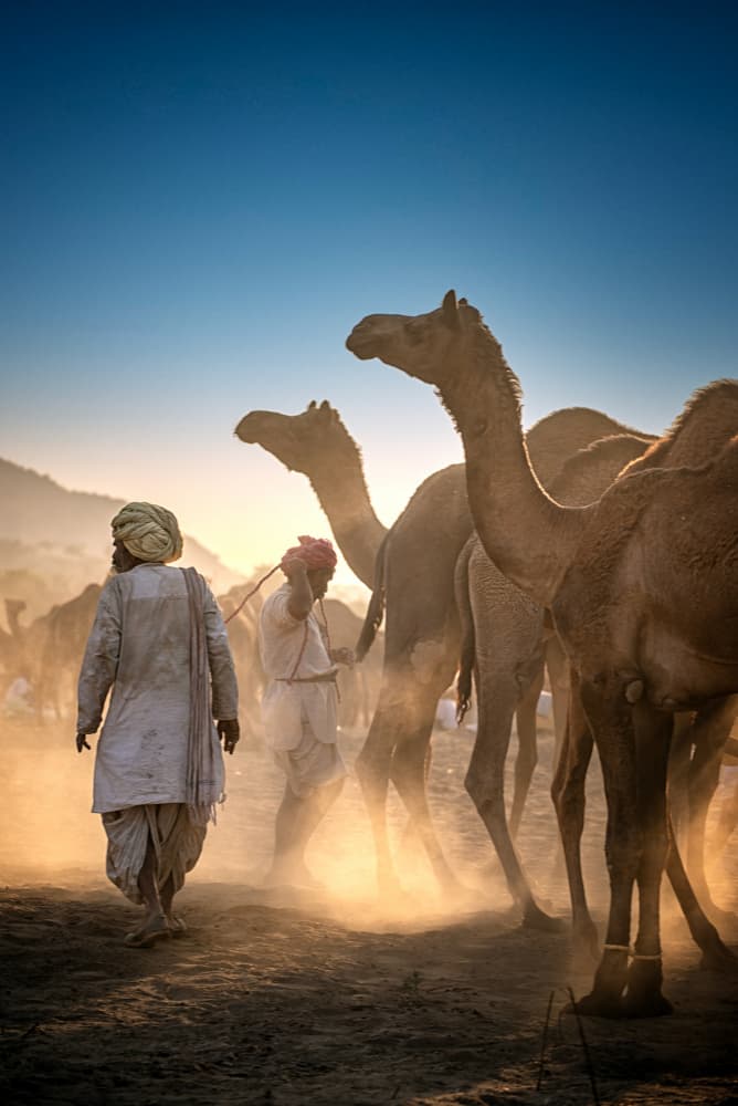 Indian Camel Market by Vivek Kalla — canvas wall art