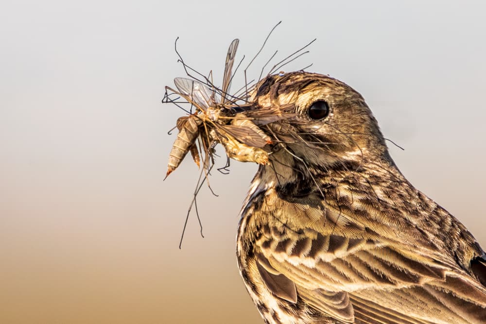 Bird's Insect Haul by Leif Løndal — canvas wall art