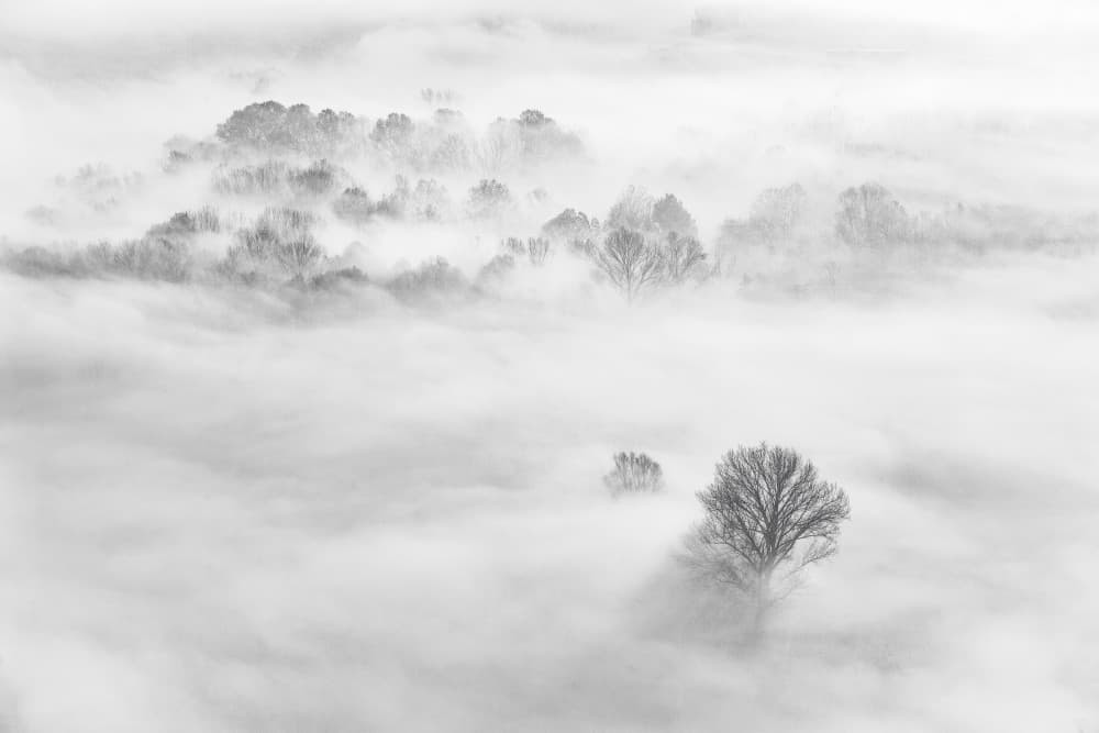 Misty Forest Morning by Fiorenzo Carozzi — canvas wall art