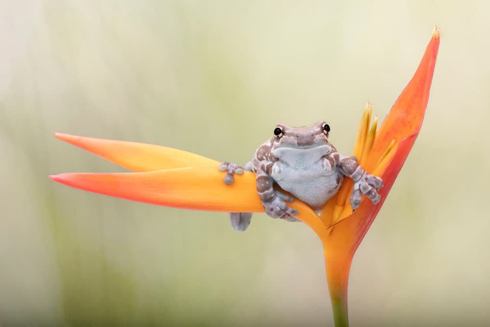 Milky Frog on Flower by Linda D Lester — canvas wall art
