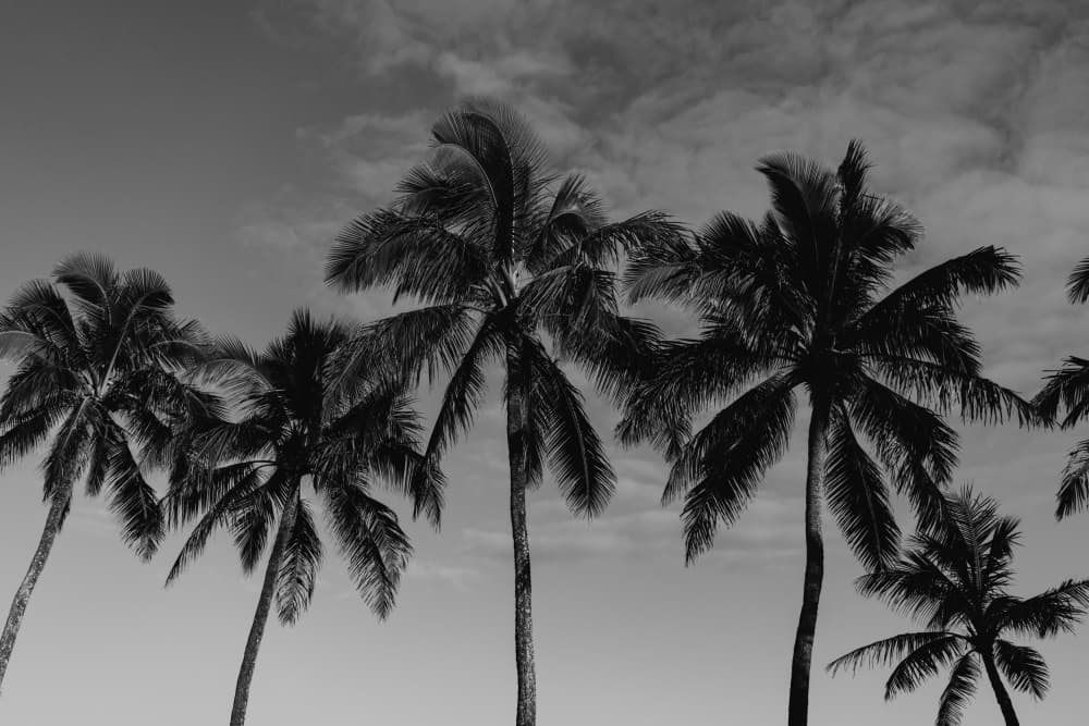Tropical Palm Silhouettes by Bethany Young — canvas wall art