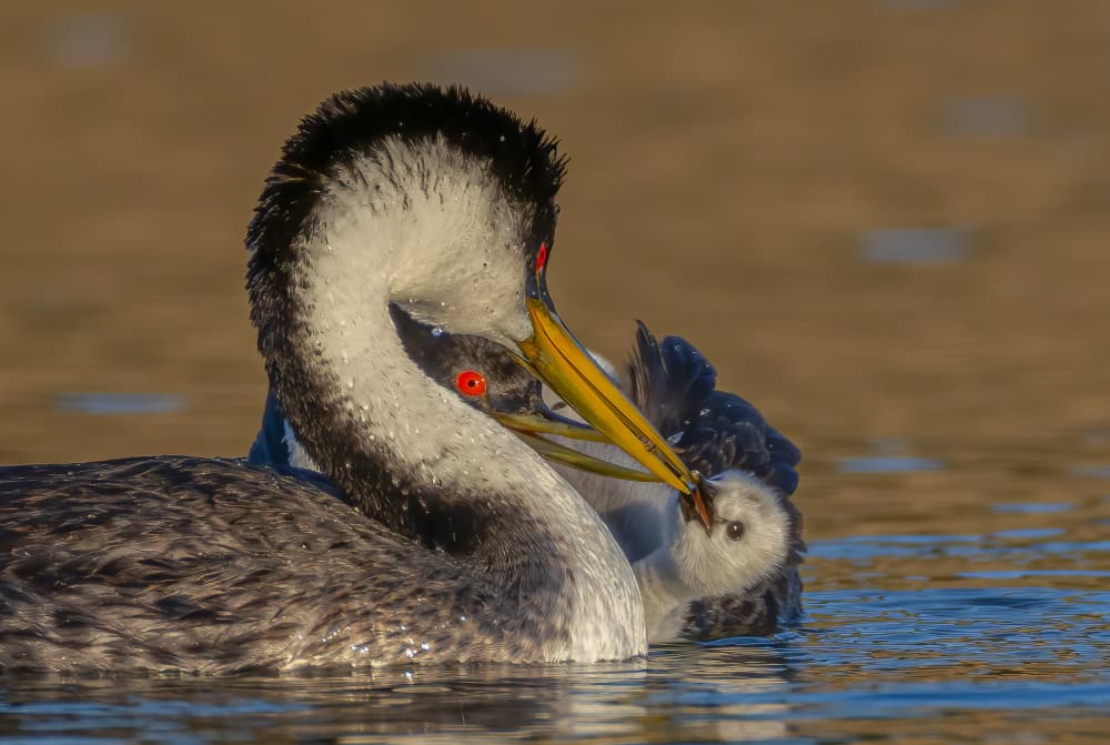 Western Grebe Feeding Chick by Johnson Huang — canvas wall art