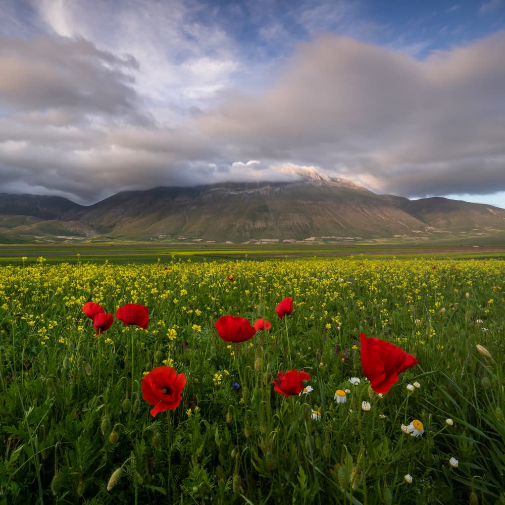 Red Poppies Mountain View by Sergio Barboni — canvas wall art