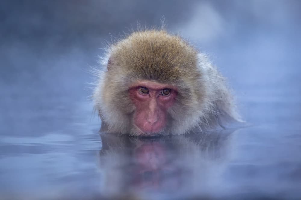 Snow Monkey Warm Bath by Raymond Ren Rong Liu — canvas wall art