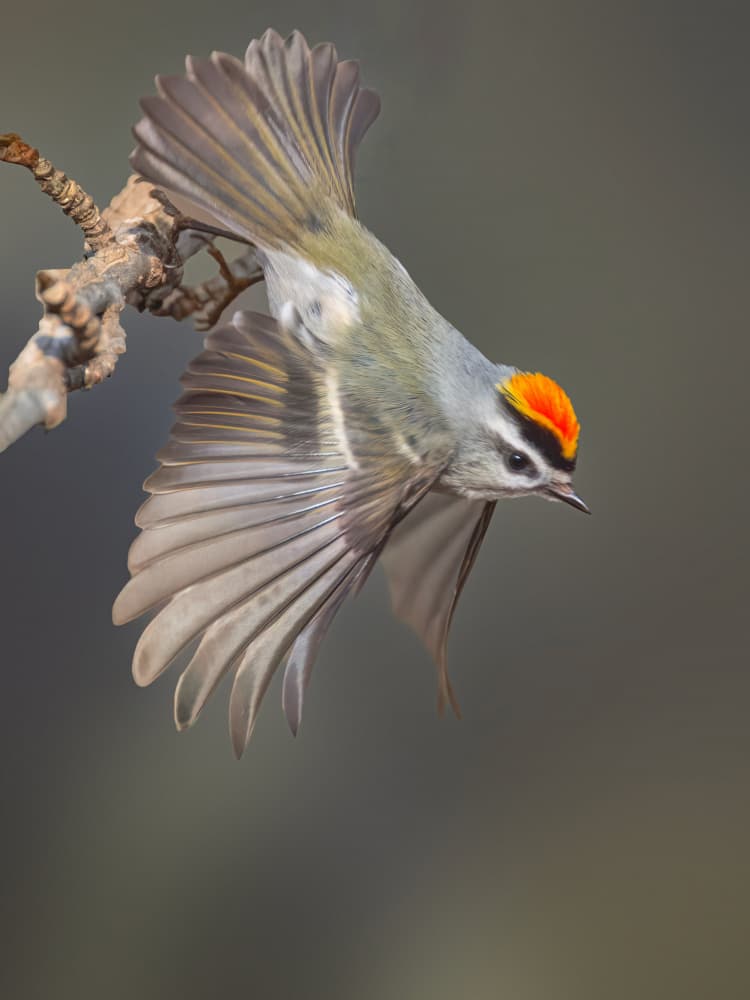 Crowned Kinglet Flight by Leechee Z — canvas wall art