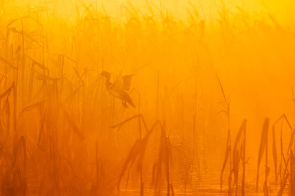 Golden Hour Wetland Bird by John Fan — canvas wall art