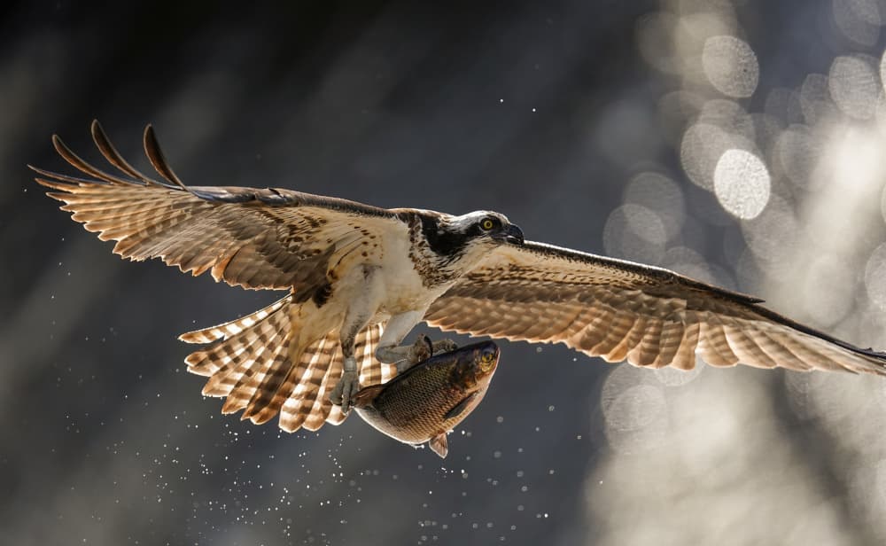 Wild Osprey Catch by Hannah & Wei — canvas wall art