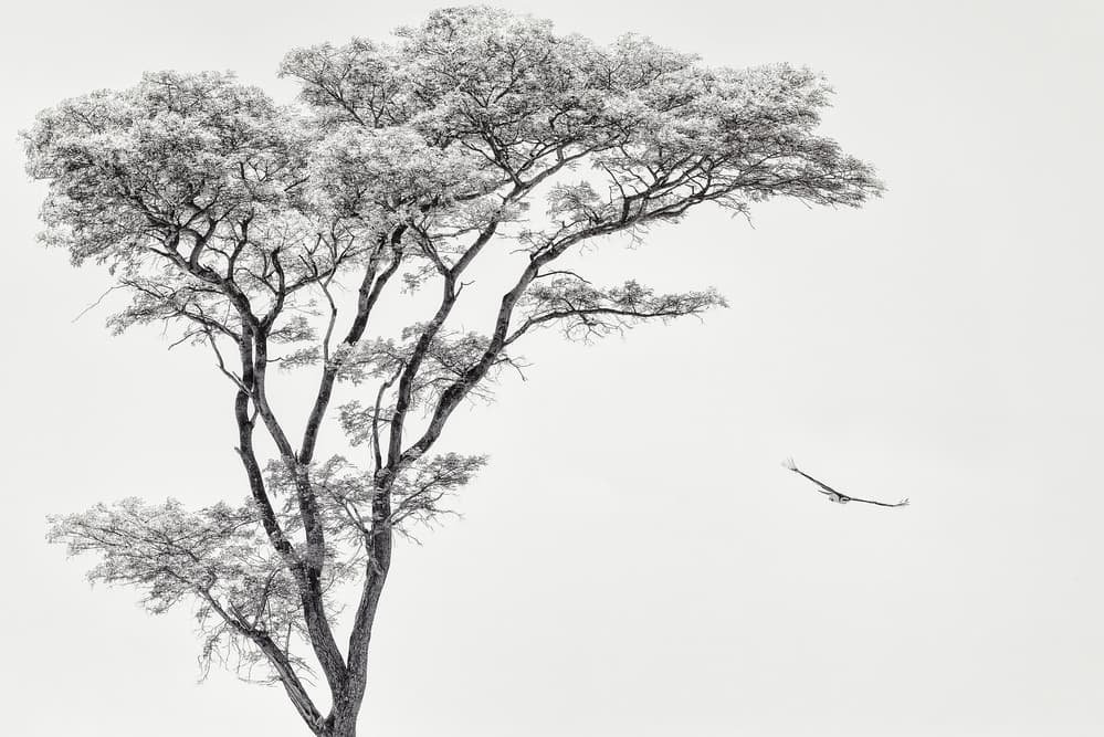 Tree and Bird Flight
