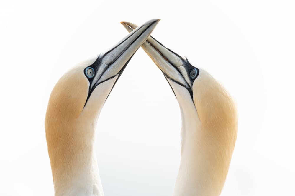 Tender Gannet Embrace by Nanda Bussers — canvas wall art