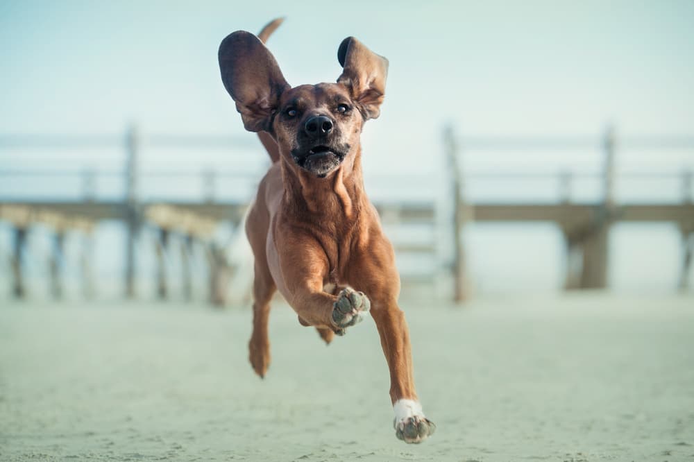 Energetic Beach Dog by Heike Willers — canvas wall art
