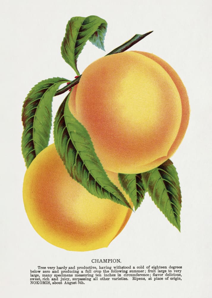 Champion Plum Lithograph by Botanical Specimen Rochester Lithographing — canvas wall art