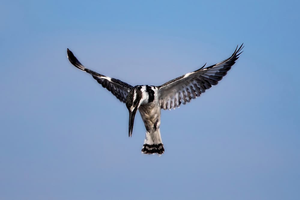 Pied Kingfisher Diving by Alessandro Catta — canvas wall art