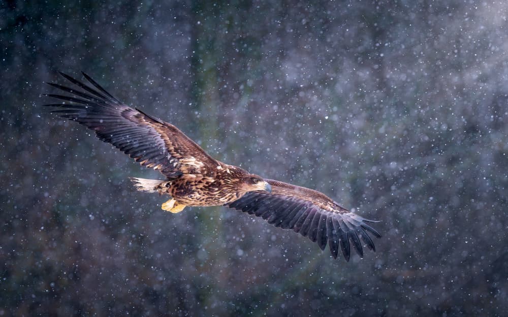 Eagle In Snowfall by Ricardo Gayan — canvas wall art