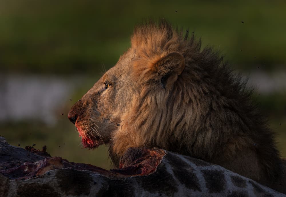 Lion's Golden Feast by Jannes Drotsky — canvas wall art