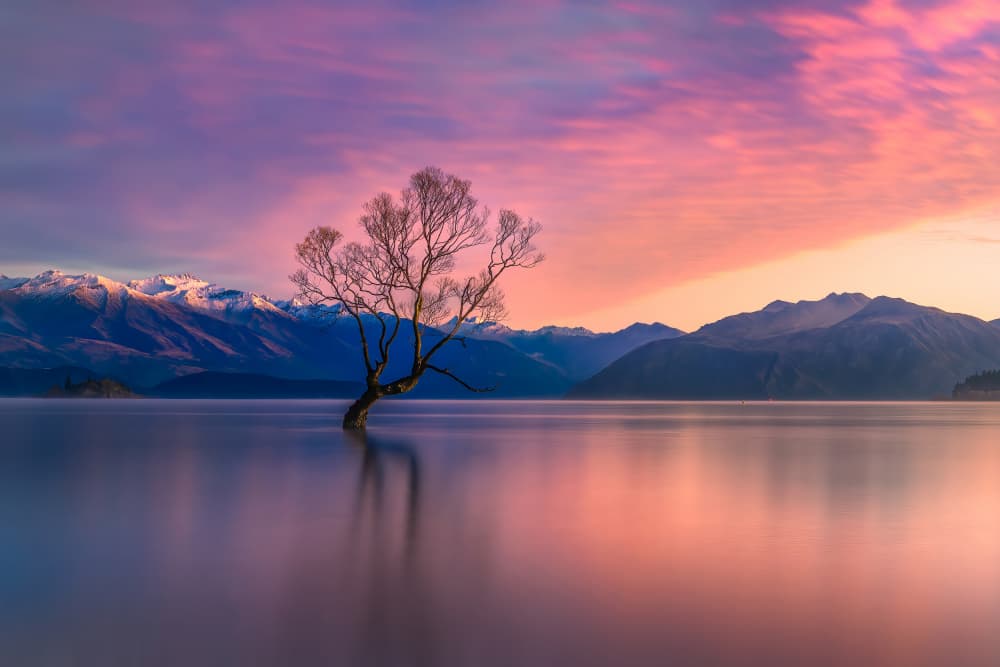 Lone Tree Pastel Sky by Jianping Yang — canvas wall art