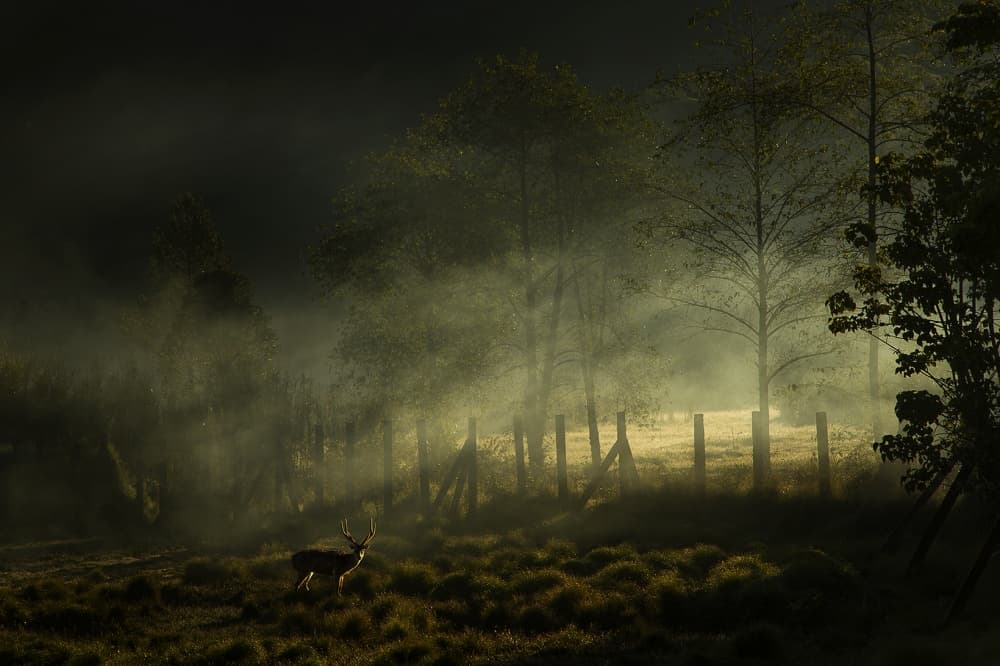 Deer in Morning Fog by Nunu Rizani — canvas wall art