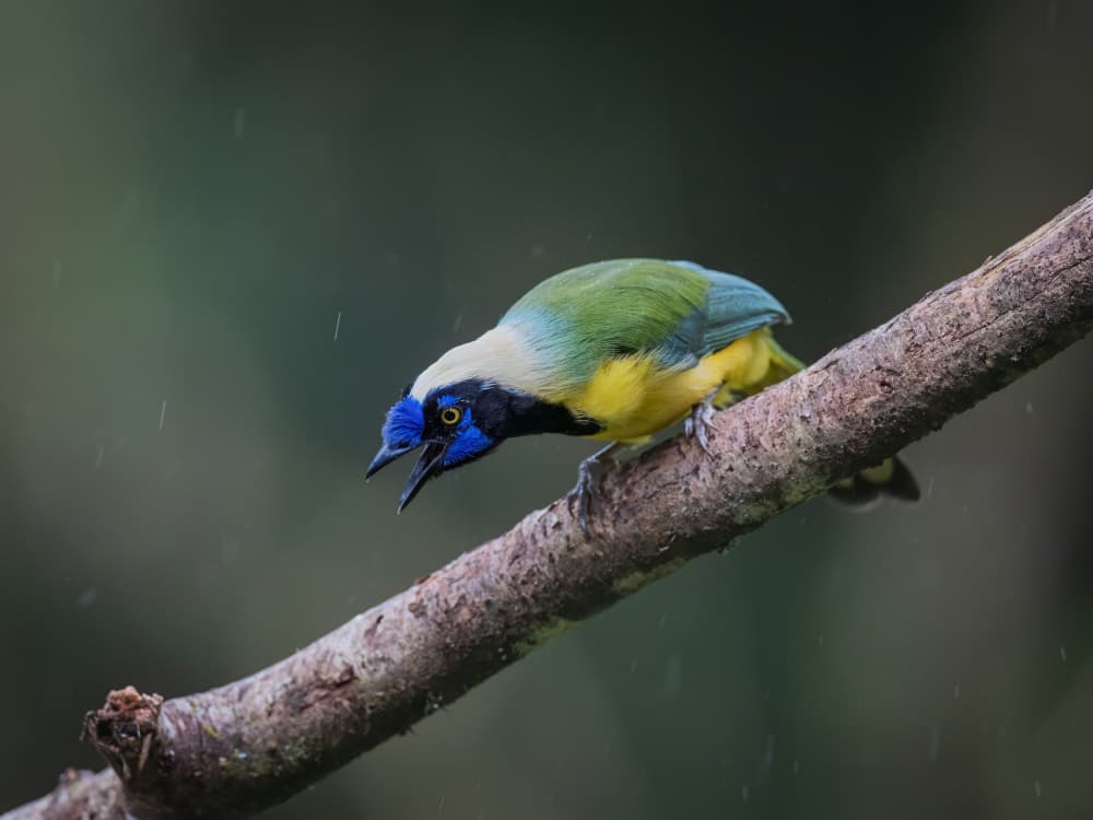 Tropical Bird in Rain by Taksing (吉星高照) — canvas wall art