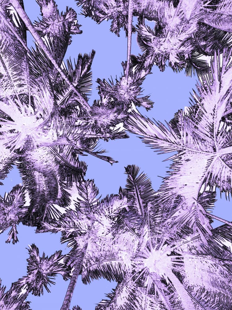 Purple Palm Canopy by Santhosh ch — canvas wall art