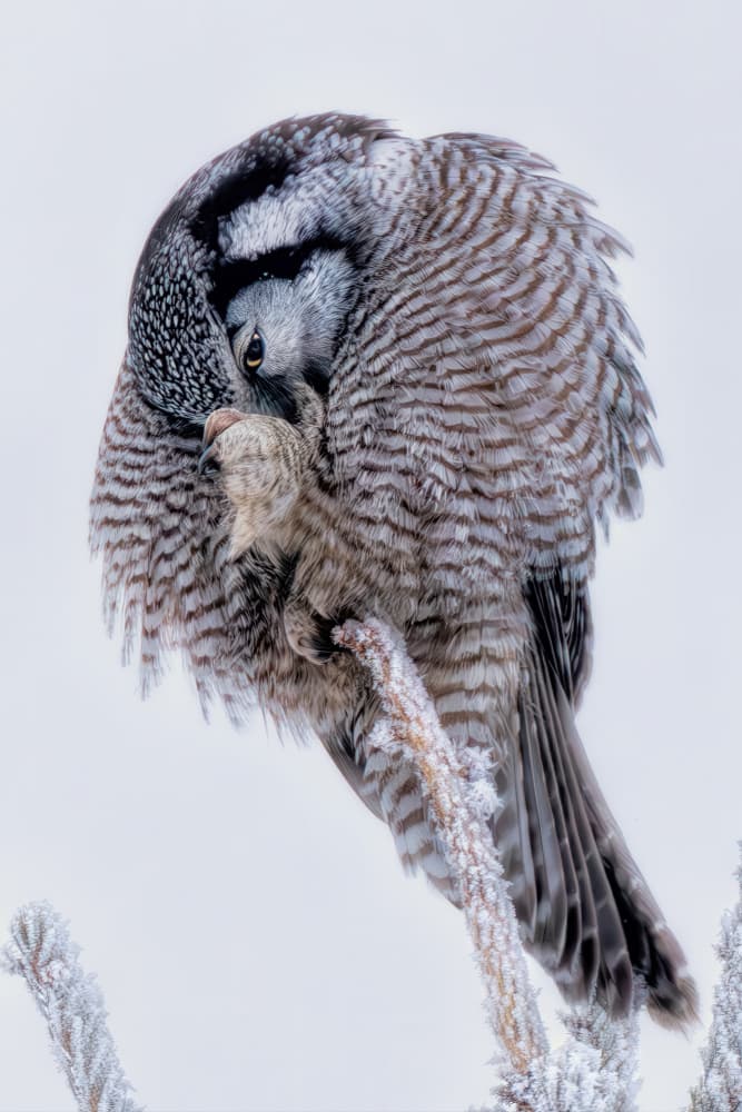 Winter Owl Preening by Jun Zuo — canvas wall art