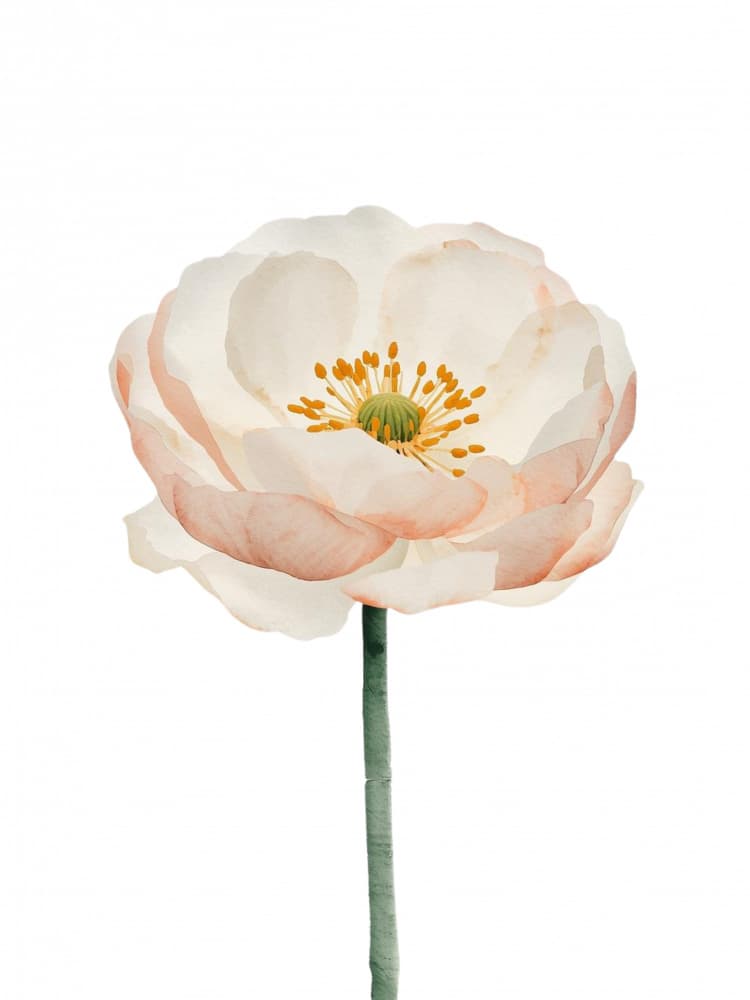 Delicate Blush Poppy by Ohkimiko — canvas wall art