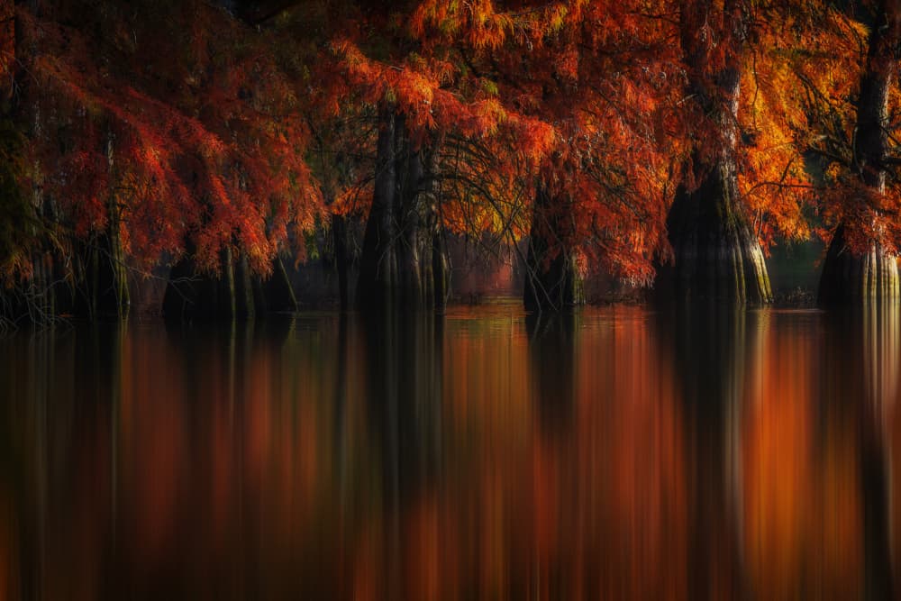 Autumn Cypress Reflections by Barré Thierry — canvas wall art
