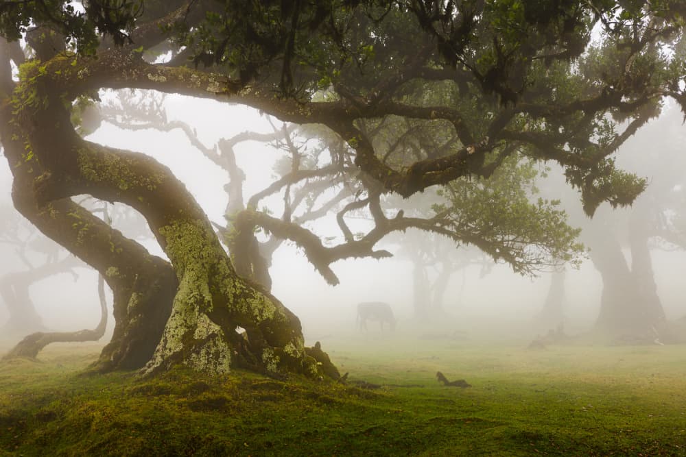 Ancient Trees in Mist by Rogaczewska — canvas wall art