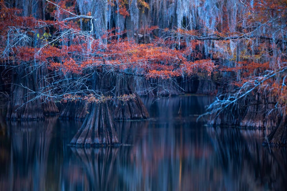 Autumn Cypress Reflections by Jie Jin — canvas wall art