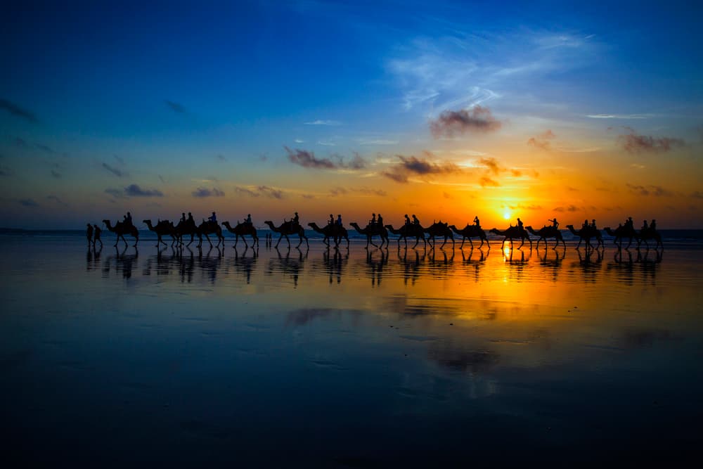 Camels on Sunset Beach by Louise Wolbers — canvas wall art