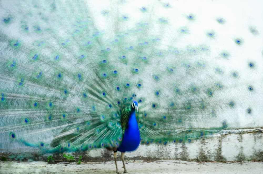 Vibrant Peacock Display by Piera Polo — canvas wall art