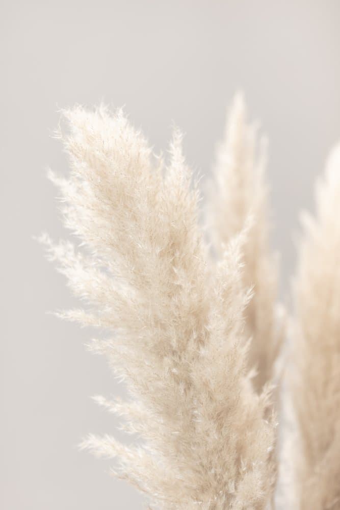 Soft Pampas Grass by Pictufy Studio III — canvas wall art