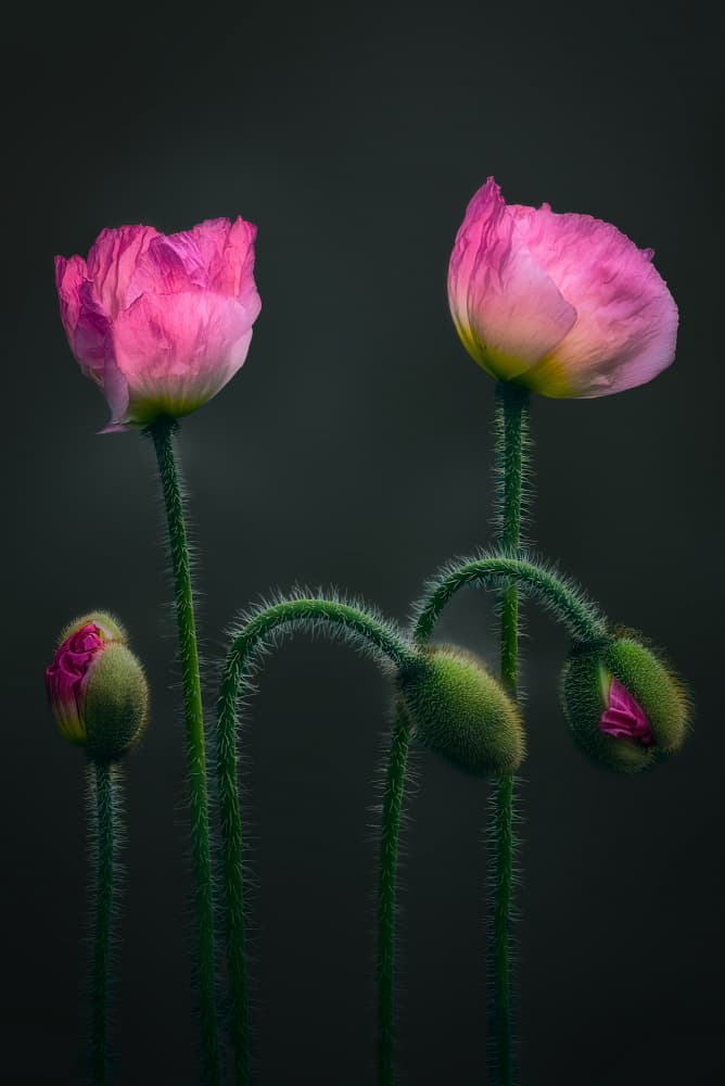 Pink Poppies and Buds by Ben.C.L — canvas wall art