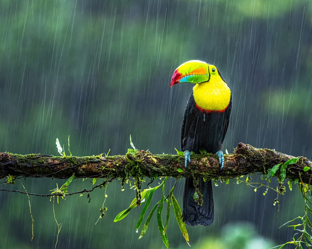Colorful Toucan in Rain by Yuan Su — canvas wall art